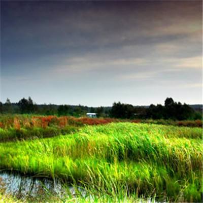 “十三五”期间新增湿地20.26万公顷